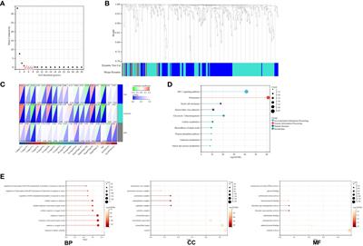 Deciphering the Hypoxia-immune interface in esophageal squamous carcinoma: a prognostic network model